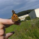 Schmetterling schaut in die Landschaft