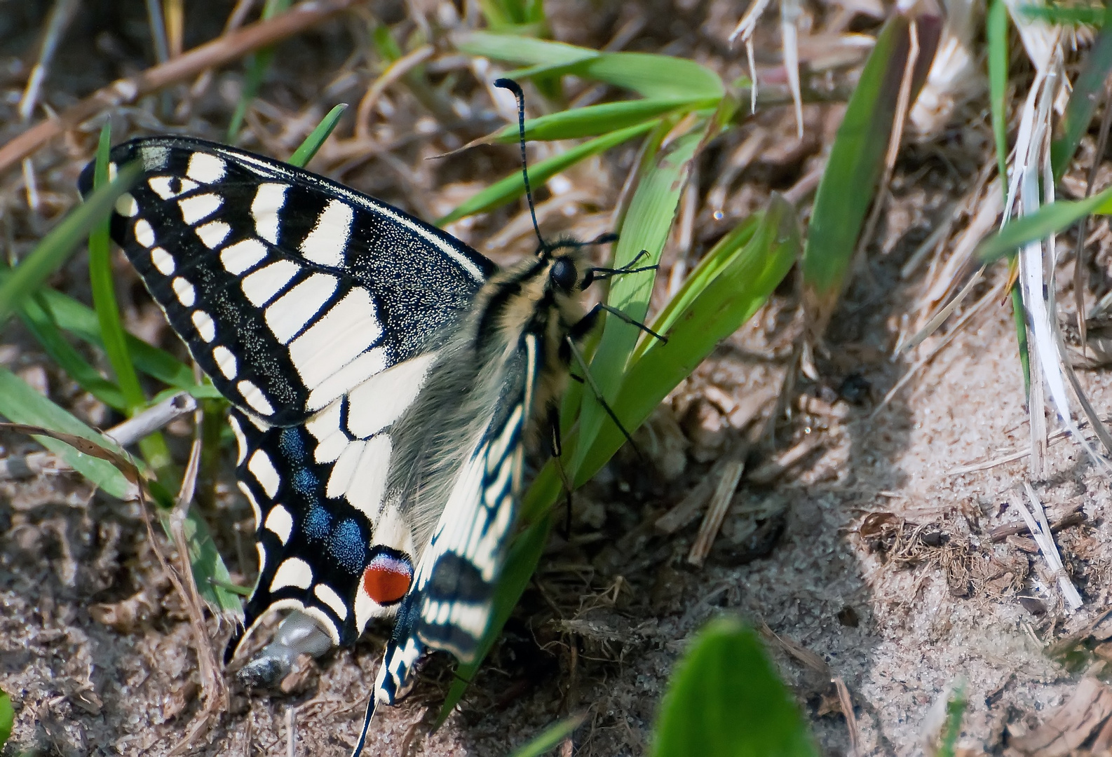 Schmetterling Schawalbenschwanz bei der Eiablage