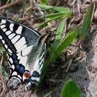 Schmetterling Schawalbenschwanz bei der Eiablage