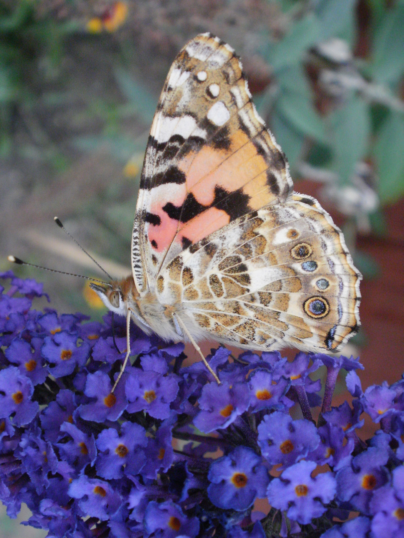 Schmetterling Schmetterling