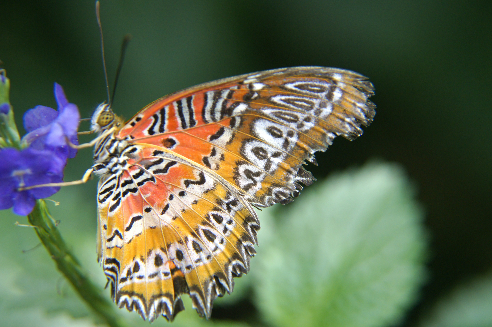 Schmetterling ...schön bunt....