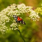 Schmetterling (Schönbär) in Gesellschaft