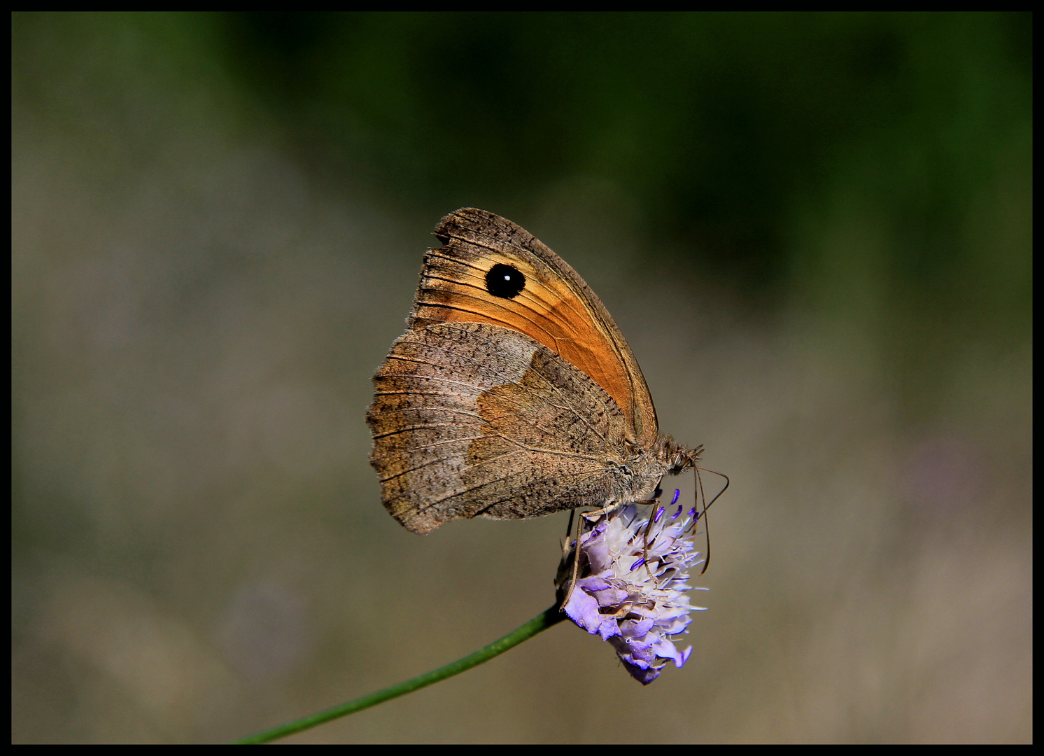 Schmetterling schönes Ding !!!