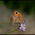 Schmetterling schönes Ding !!!