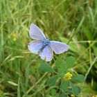 Schmetterling - Schon etwas "gerupft"