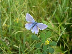 Schmetterling - Schon etwas "gerupft"