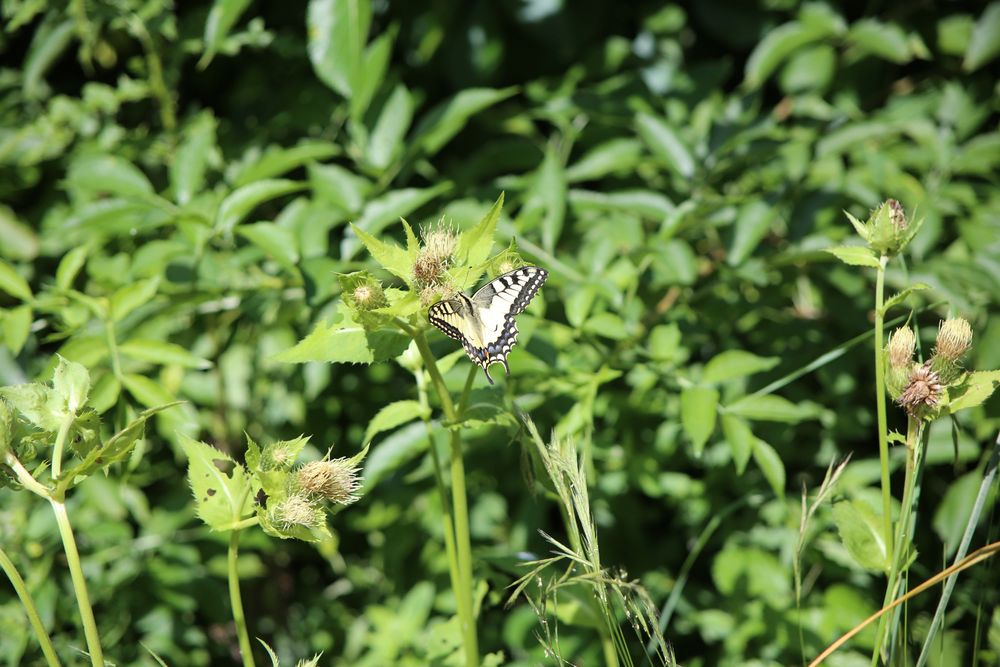 Schmetterling Schwalbenschwanz