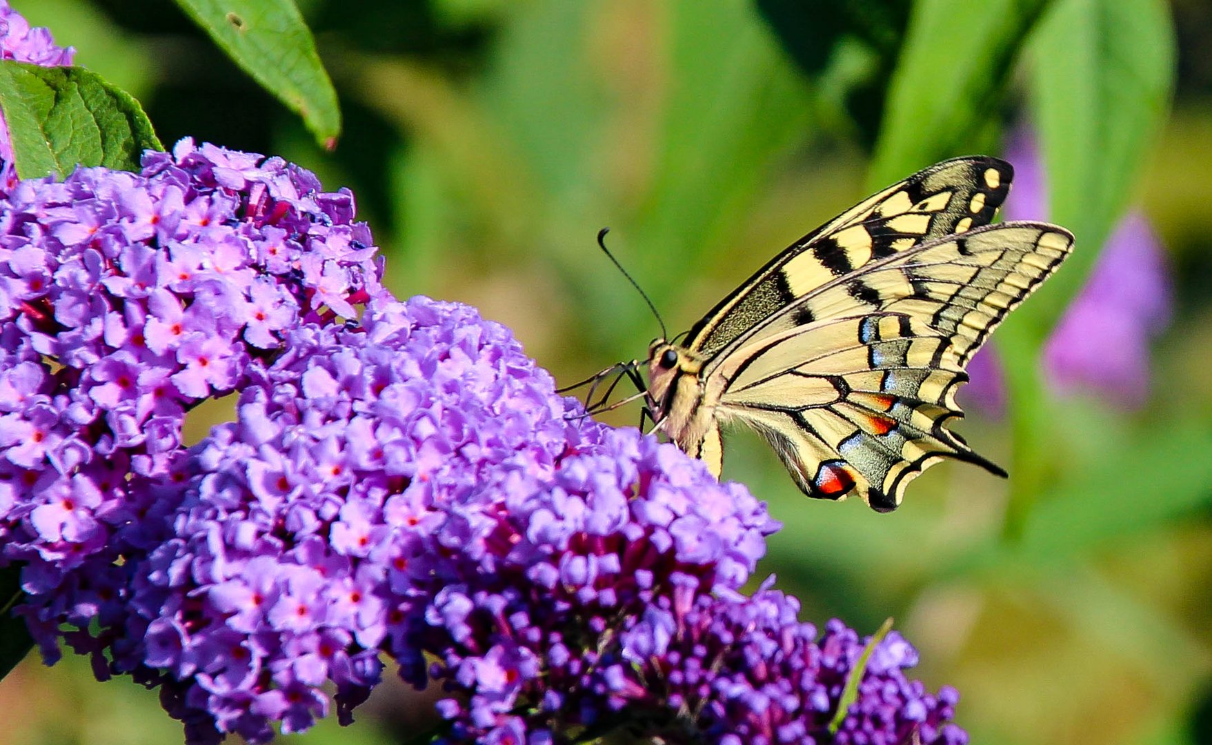 Schmetterling Schwalbenschwanz