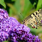 Schmetterling Schwalbenschwanz