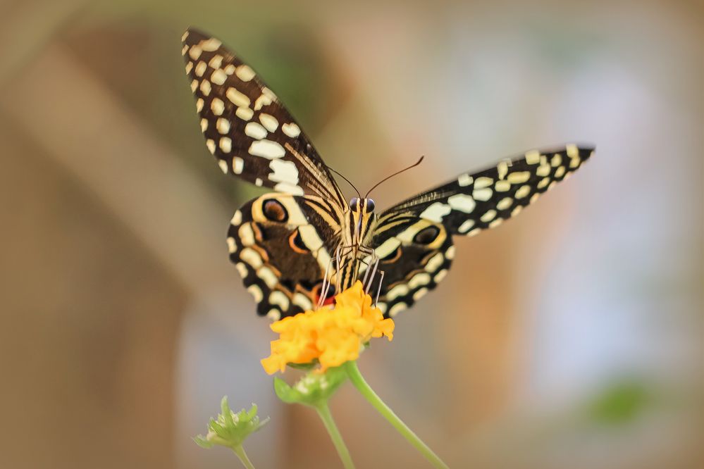 Schmetterling/ Schwalbenschwanz 