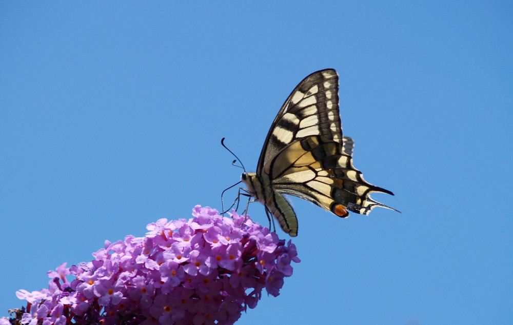 Schmetterling Schwalbenschwanz