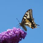 Schmetterling Schwalbenschwanz