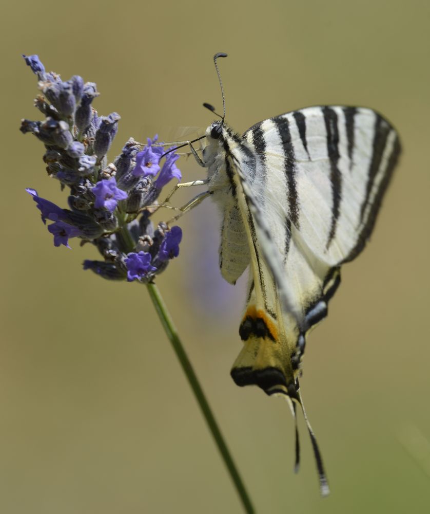 Schmetterling Schwalbenschwanz (Papilio machaon)