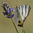 Schmetterling Schwalbenschwanz (Papilio machaon)