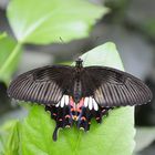 Schmetterling schwarz