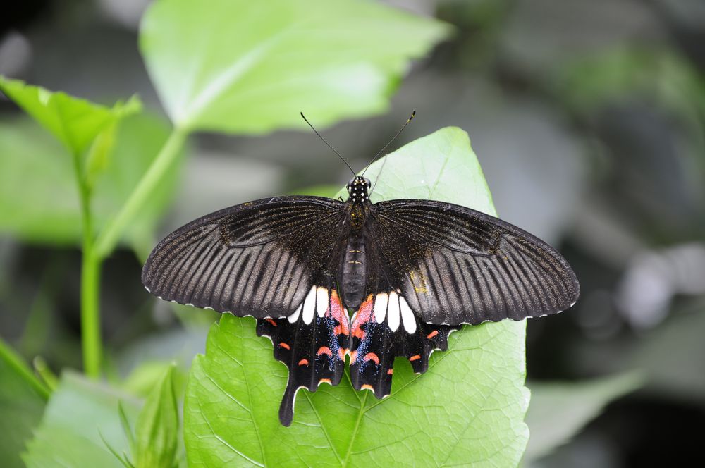 Schmetterling schwarz