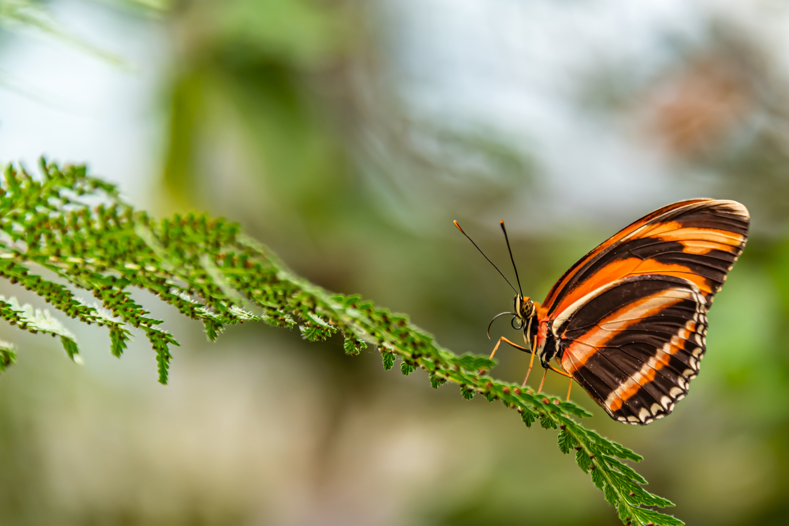 Schmetterling Schwarz-Orange