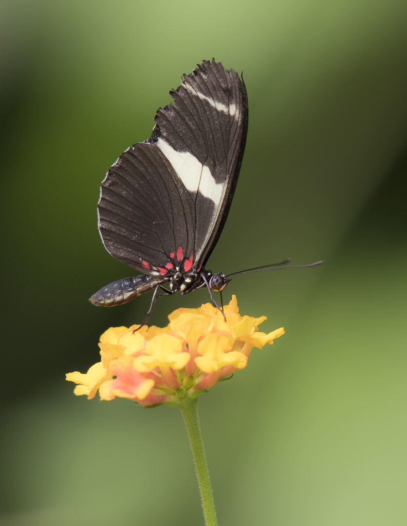 Schmetterling schwarz rot