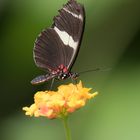 Schmetterling schwarz rot