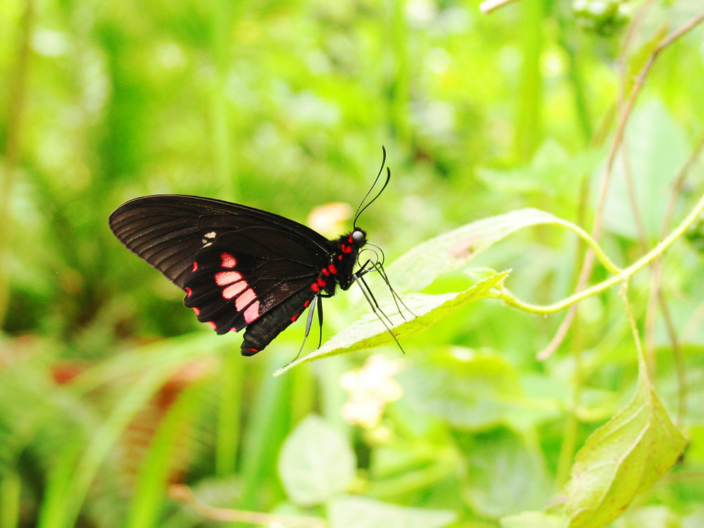 Schmetterling Schwarz Rot Foto Bild Tiere Wildlife Schmetterlinge Bilder Auf Fotocommunity