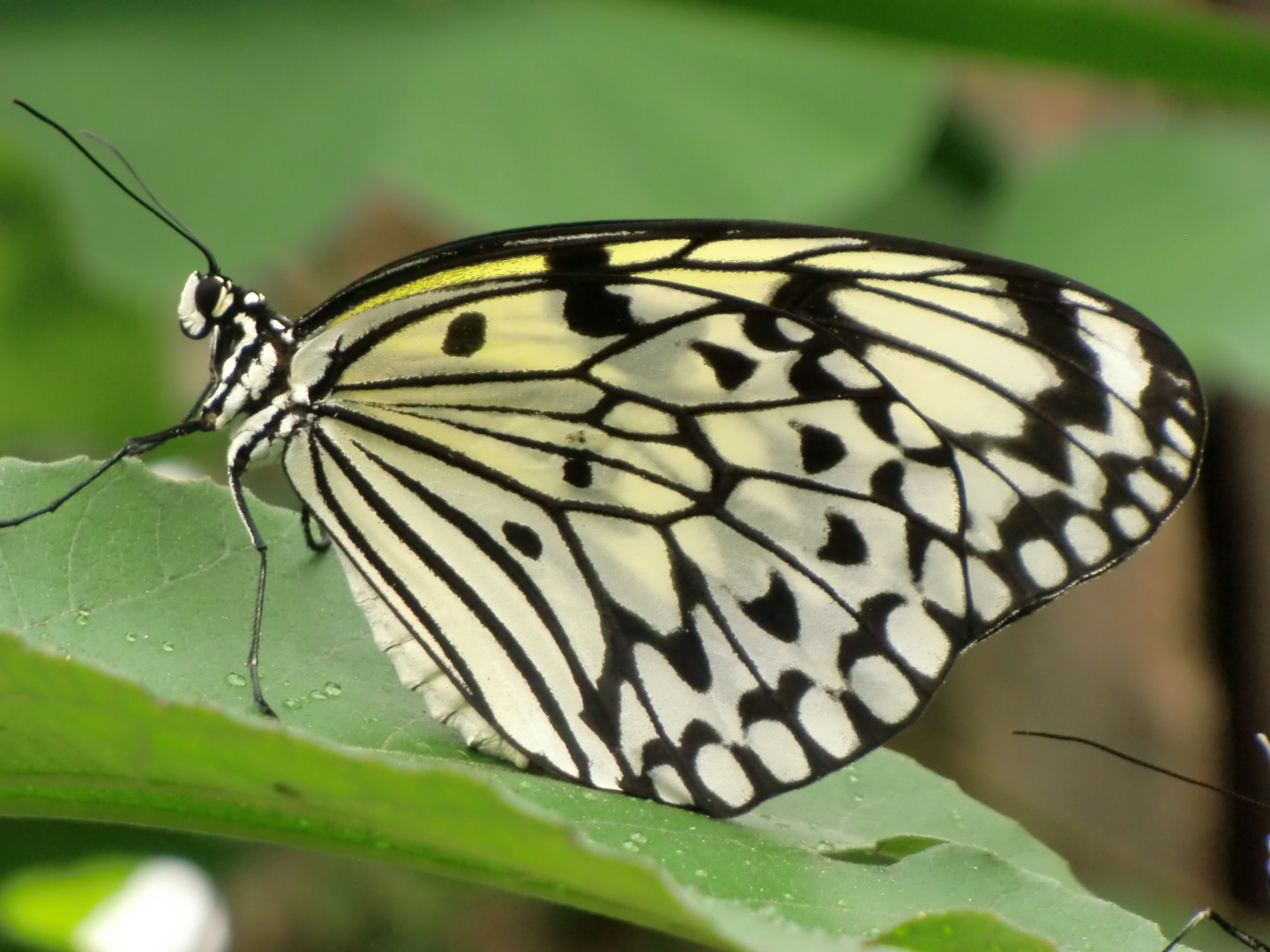 Schmetterling schwarz - weiß 2