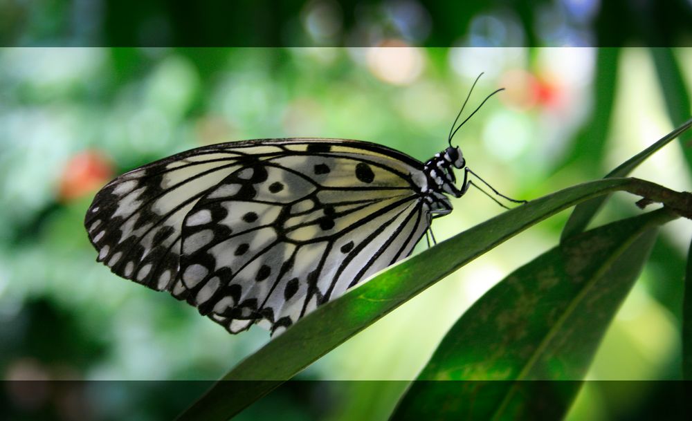 Schmetterling schwarz-weiß