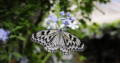 Schmetterling schwarz weíß