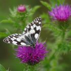 Schmetterling schwarz-weiß