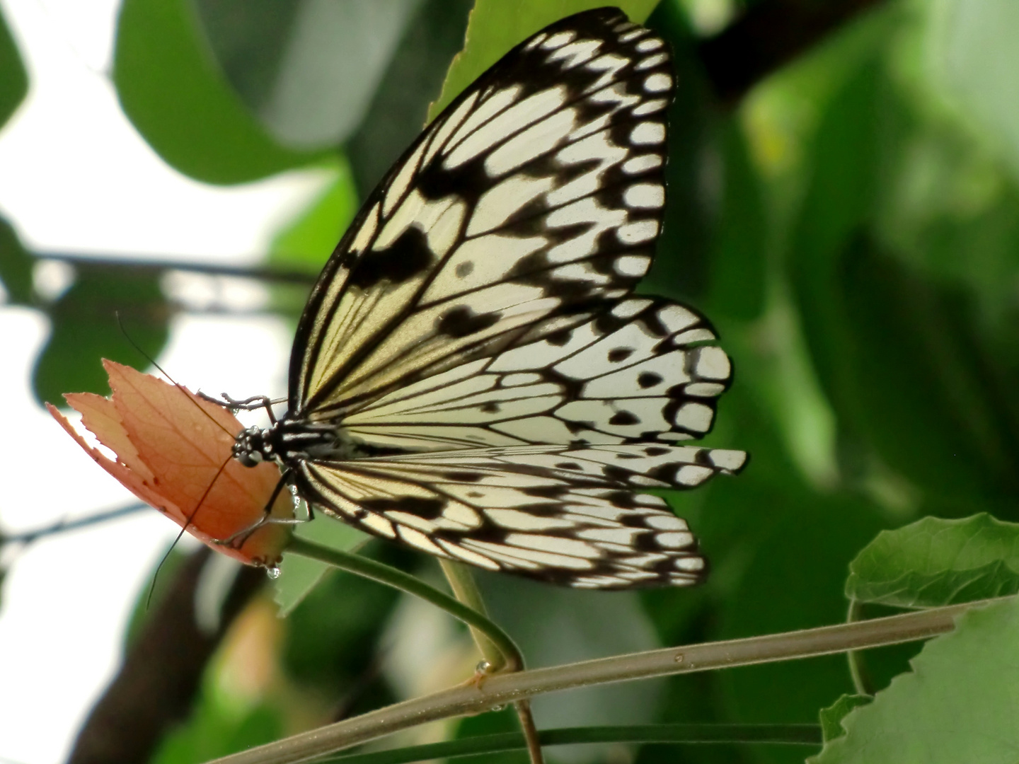 Schmetterling schwarz - weiß