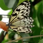 Schmetterling schwarz - weiß