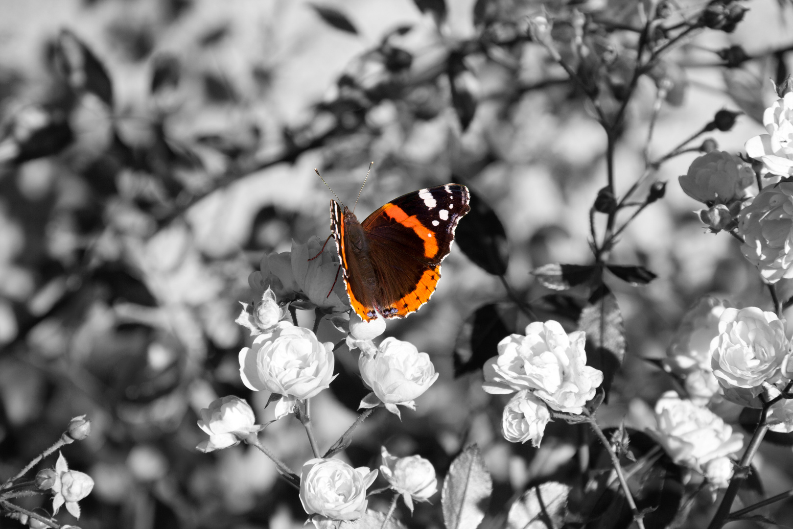 Schmetterling Schwarz Weiß mit Frabe (Erster Versuch)