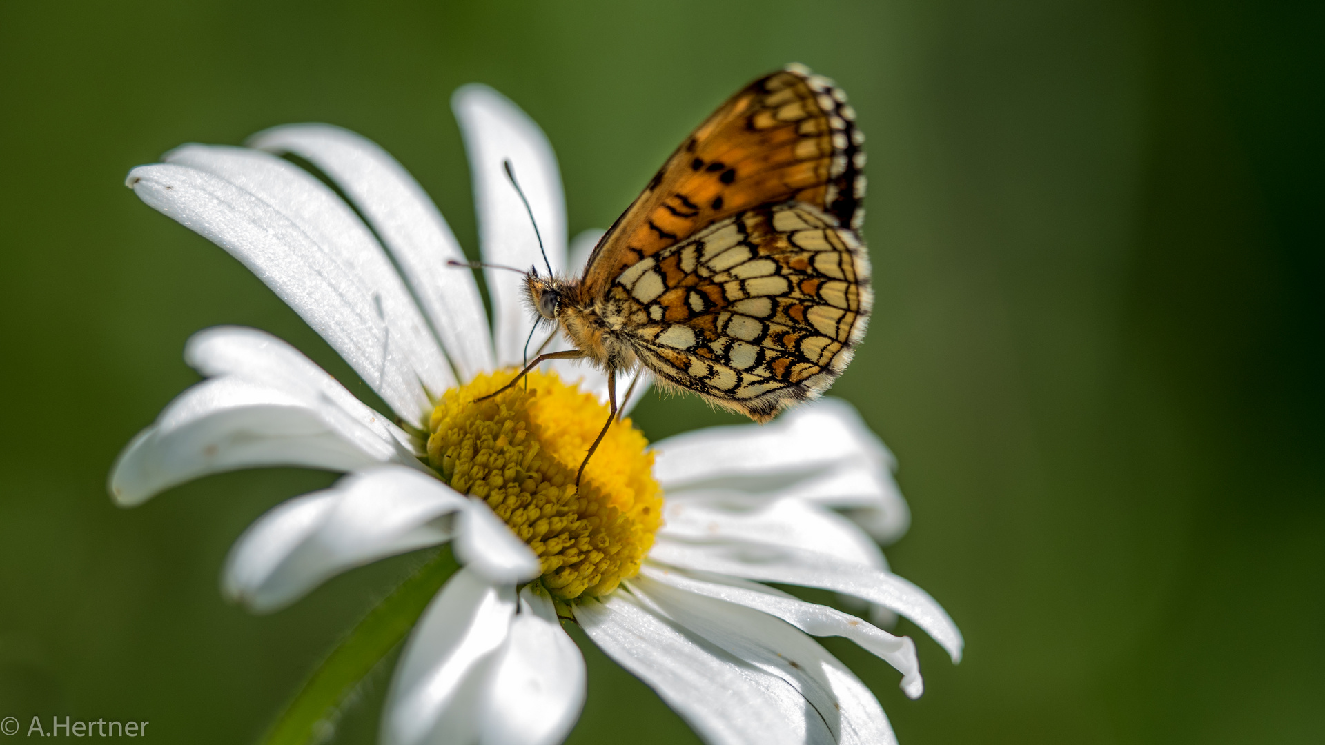 Schmetterling / Schwarzwald