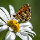 Schmetterling / Schwarzwald