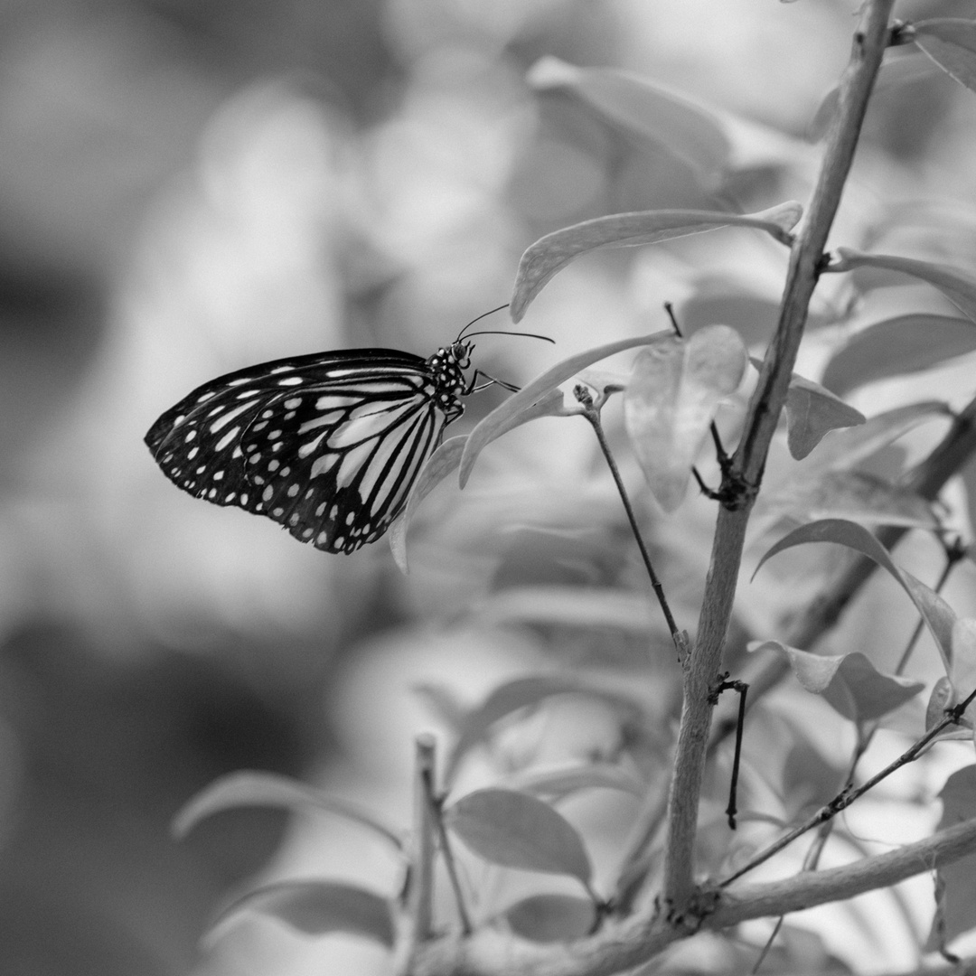 Schmetterling SchwarzWeiß 1 2019