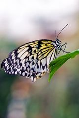 Schmetterling schwarzweiß 