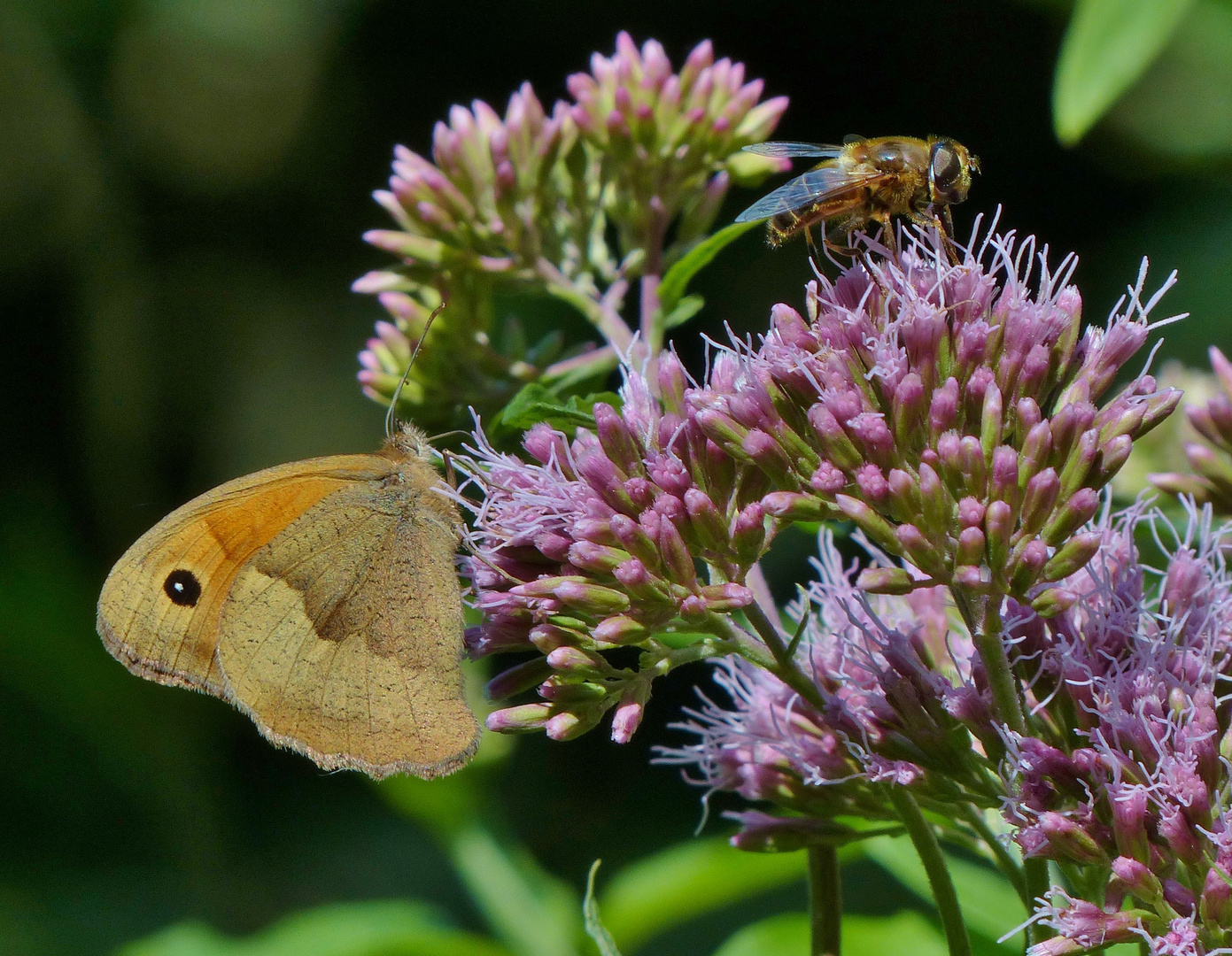 Schmetterling ?? & Schwebfliege 01