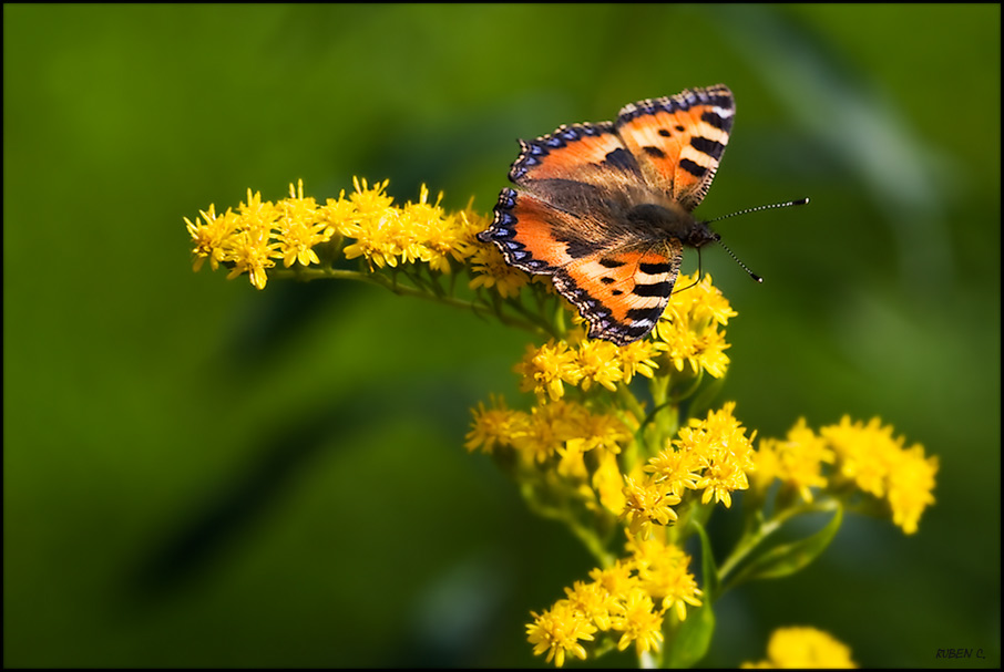 Schmetterling (Schweden 07)