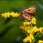 Schmetterling (Schweden 07)