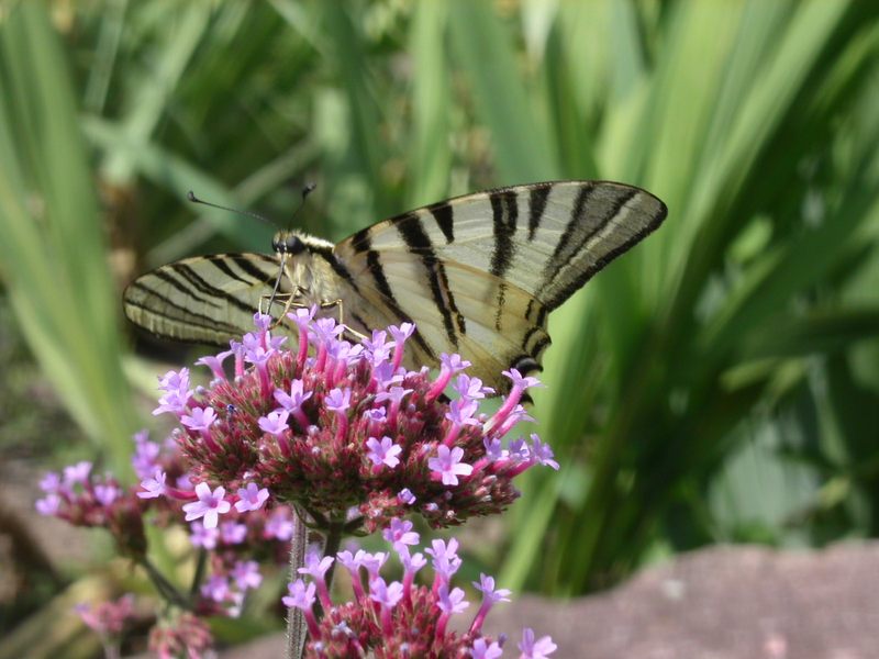 Schmetterling - Segelfalter