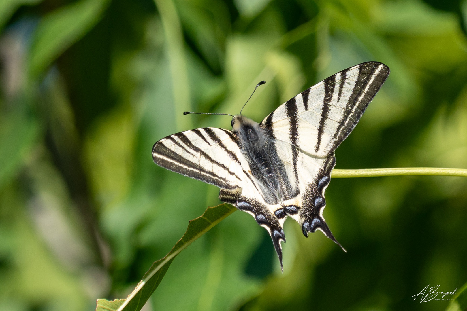 Schmetterling - Segelfalter