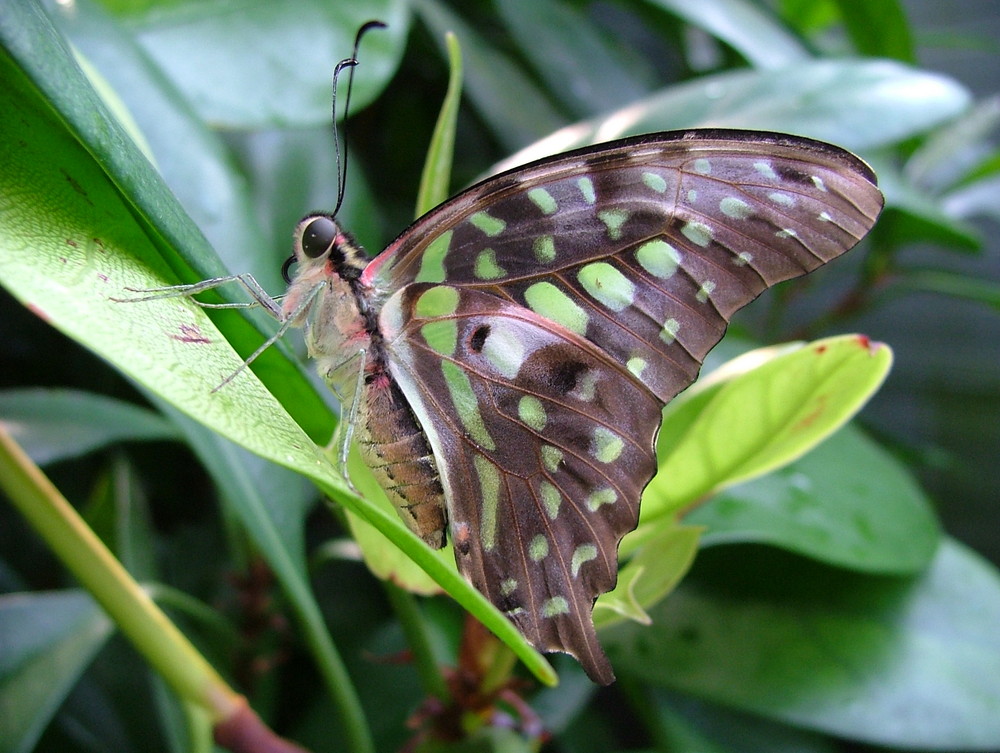 Schmetterling seitenblick