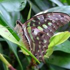 Schmetterling seitenblick