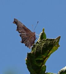 Schmetterling - seitlich