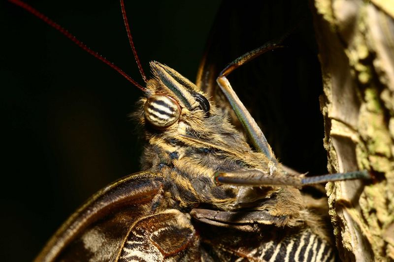 Schmetterling senkrecht am Ast hängend