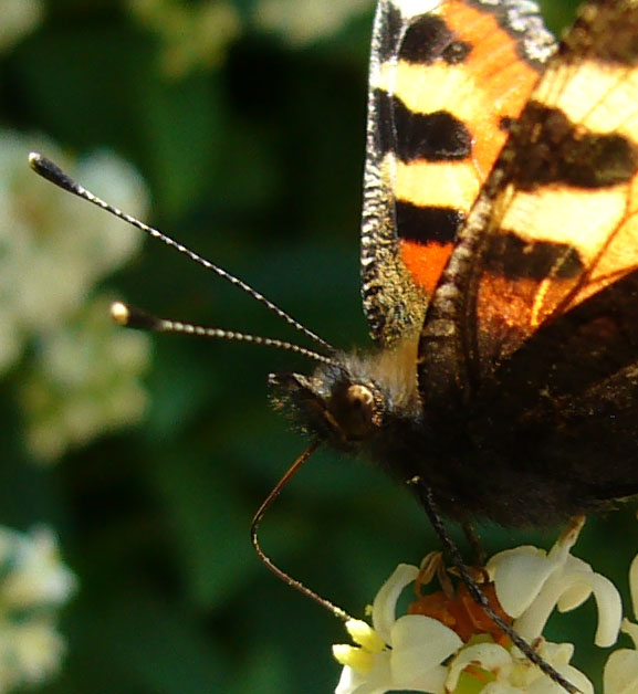 schmetterling serie #3