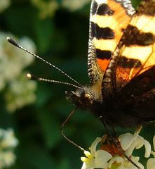 schmetterling serie #3