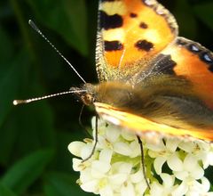 schmetterling serie #5