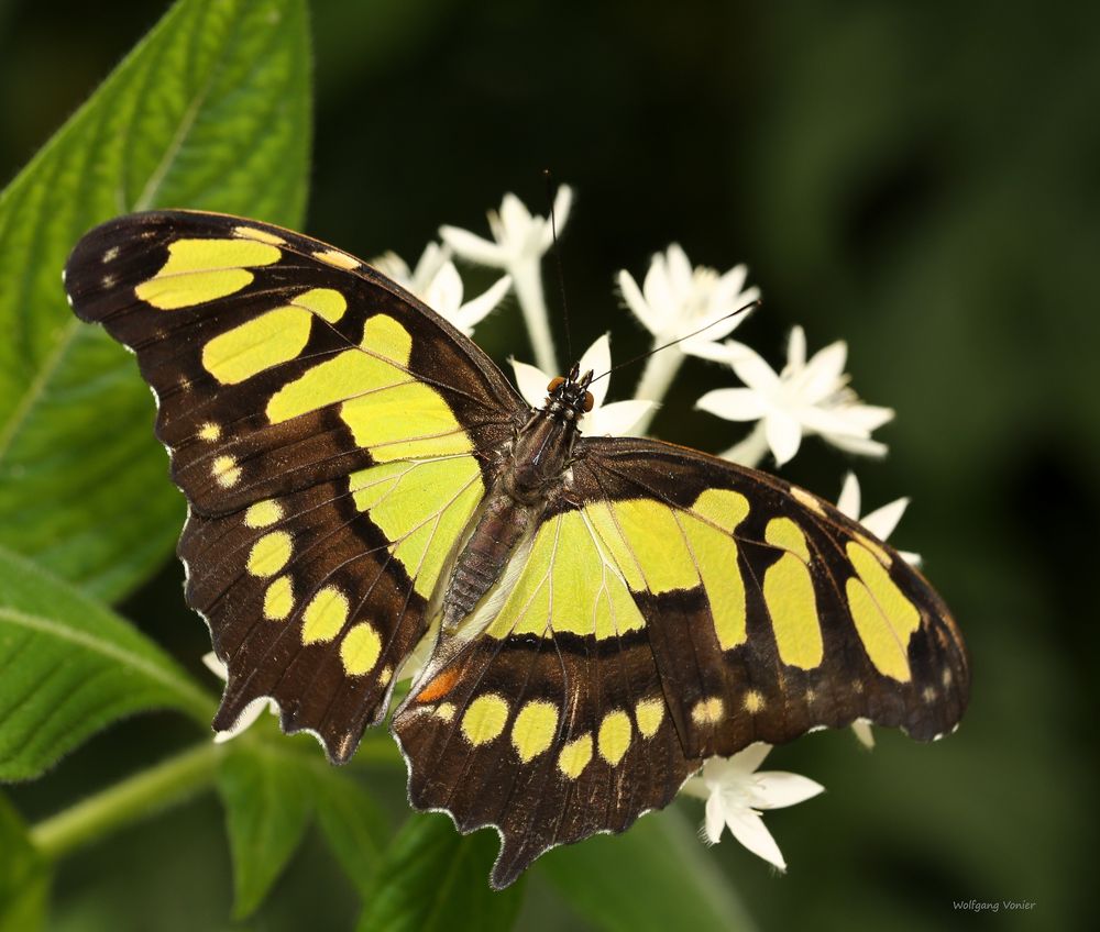 Schmetterling (Sipreta stelene)