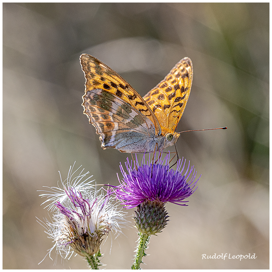 Schmetterling sitzt auf einer Distelblüte