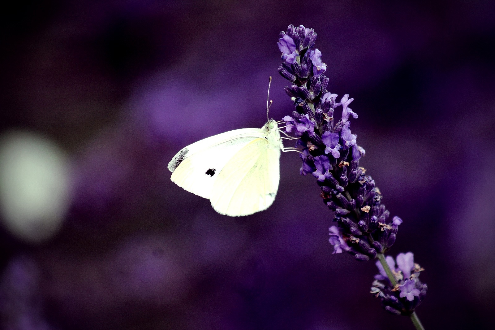 Schmetterling sitzt auf Lavendel